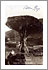 ICOD DE LOS VINOS: EL DRAGO, Foto: UNBEKANNT, Entstehungsjahr: 1920 1925, © FEDAC/CABILDO DE GRAN CANARIA